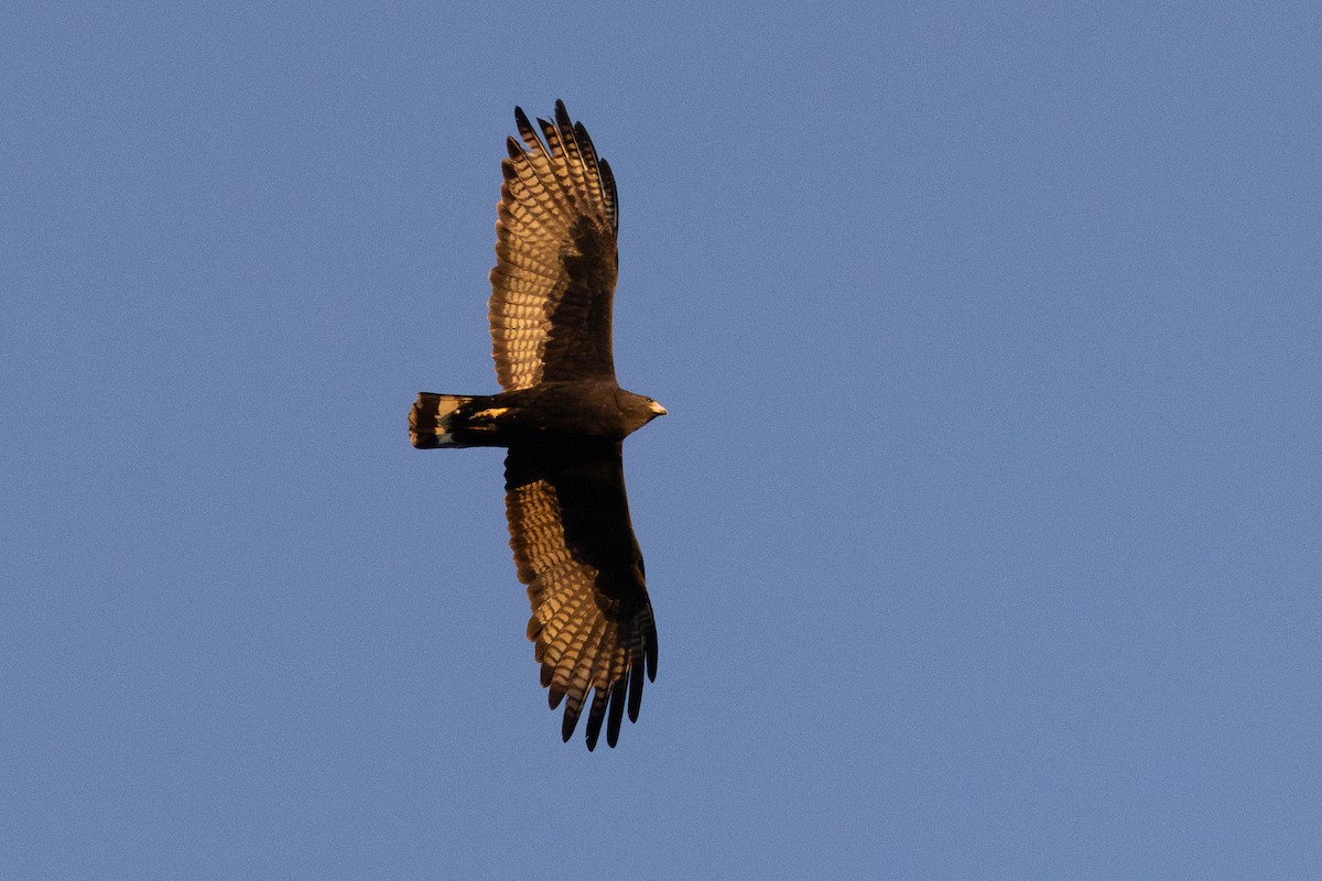 Zone-tailed Hawk - ML638262049