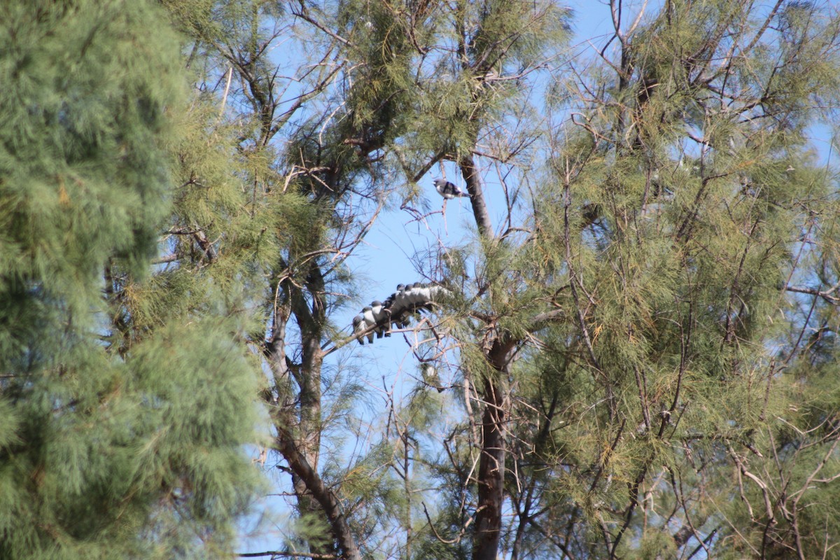 White-breasted Woodswallow - ML638262051