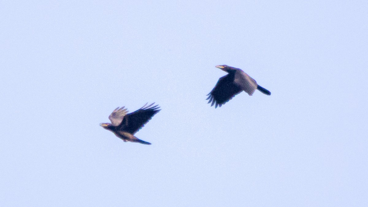 Carrion Crow - ML638262056