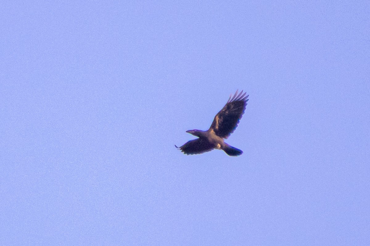Carrion Crow - ML638262058