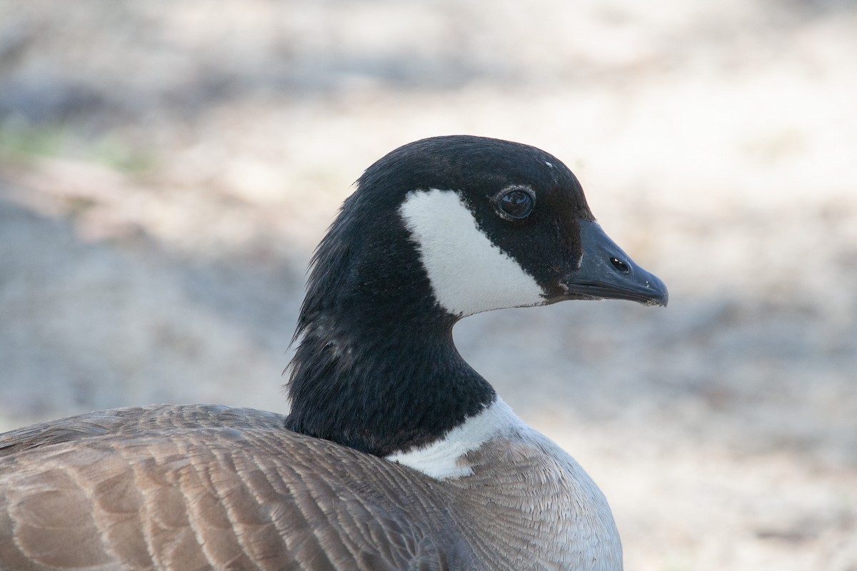 Cackling Goose - ML638262076