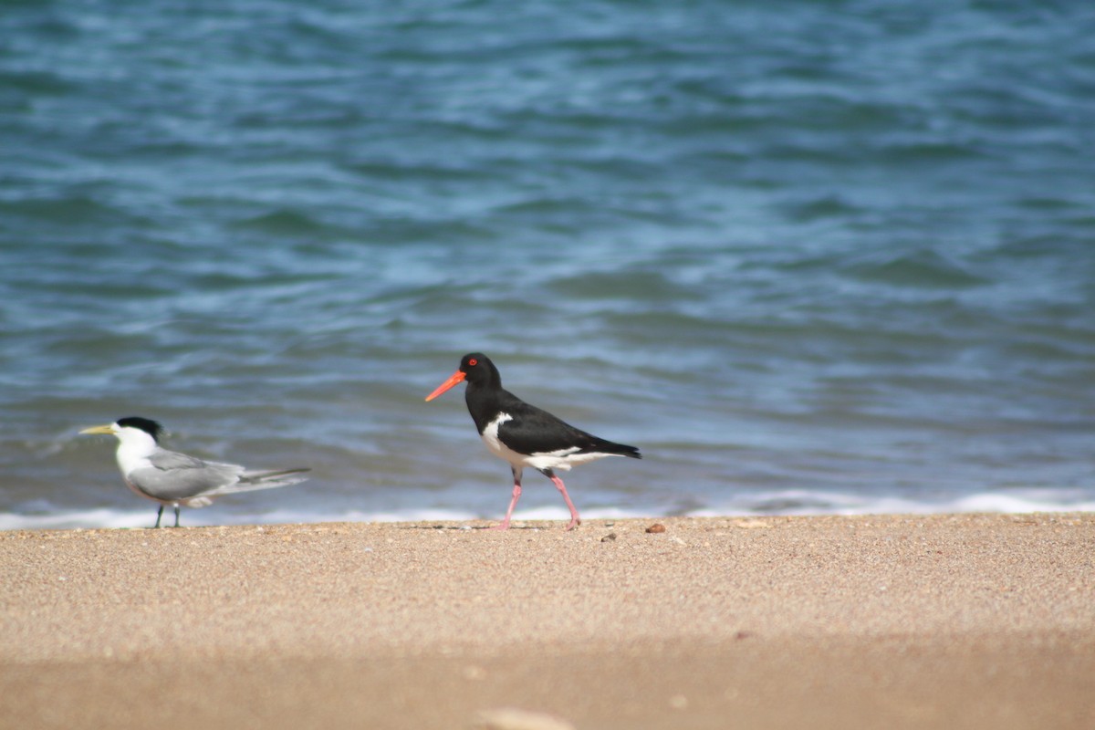Pied Oystercatcher - ML638262079