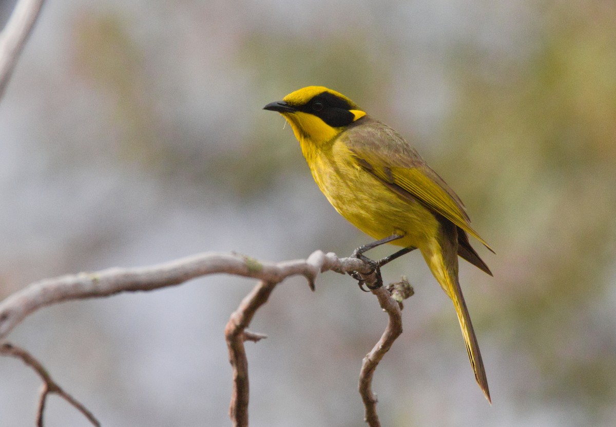 Yellow-tufted Honeyeater - ML638262087