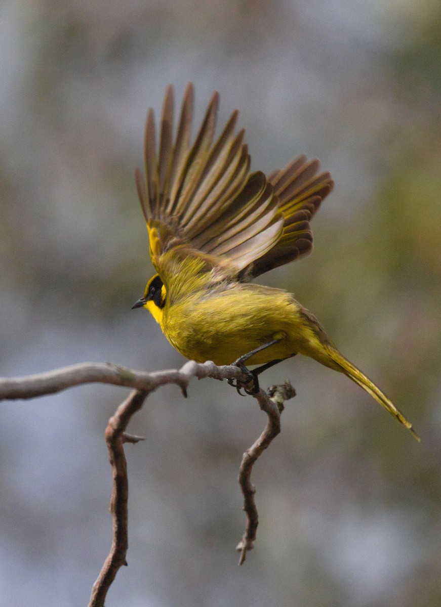 Yellow-tufted Honeyeater - ML638262088