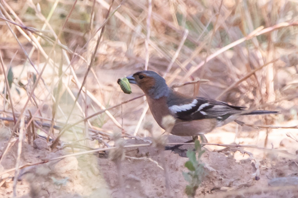 Common Chaffinch - ML638262092