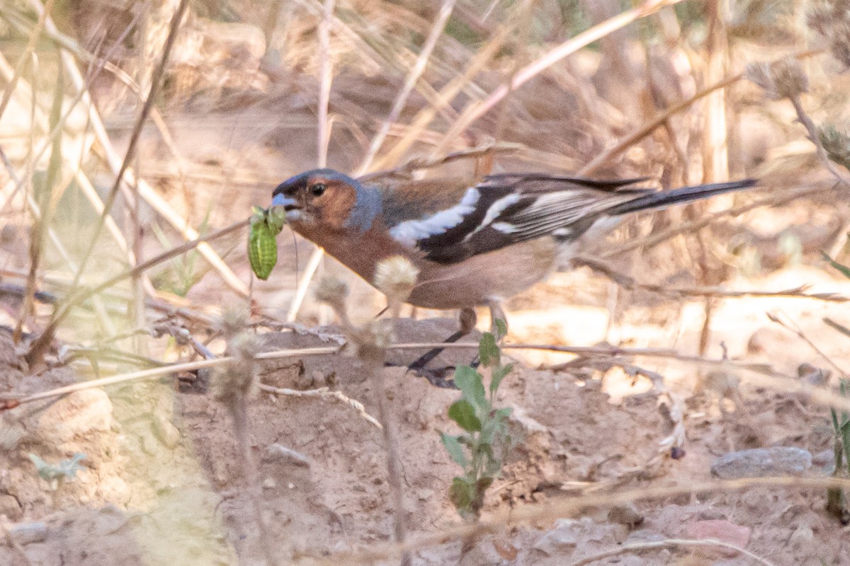 Common Chaffinch - ML638262094