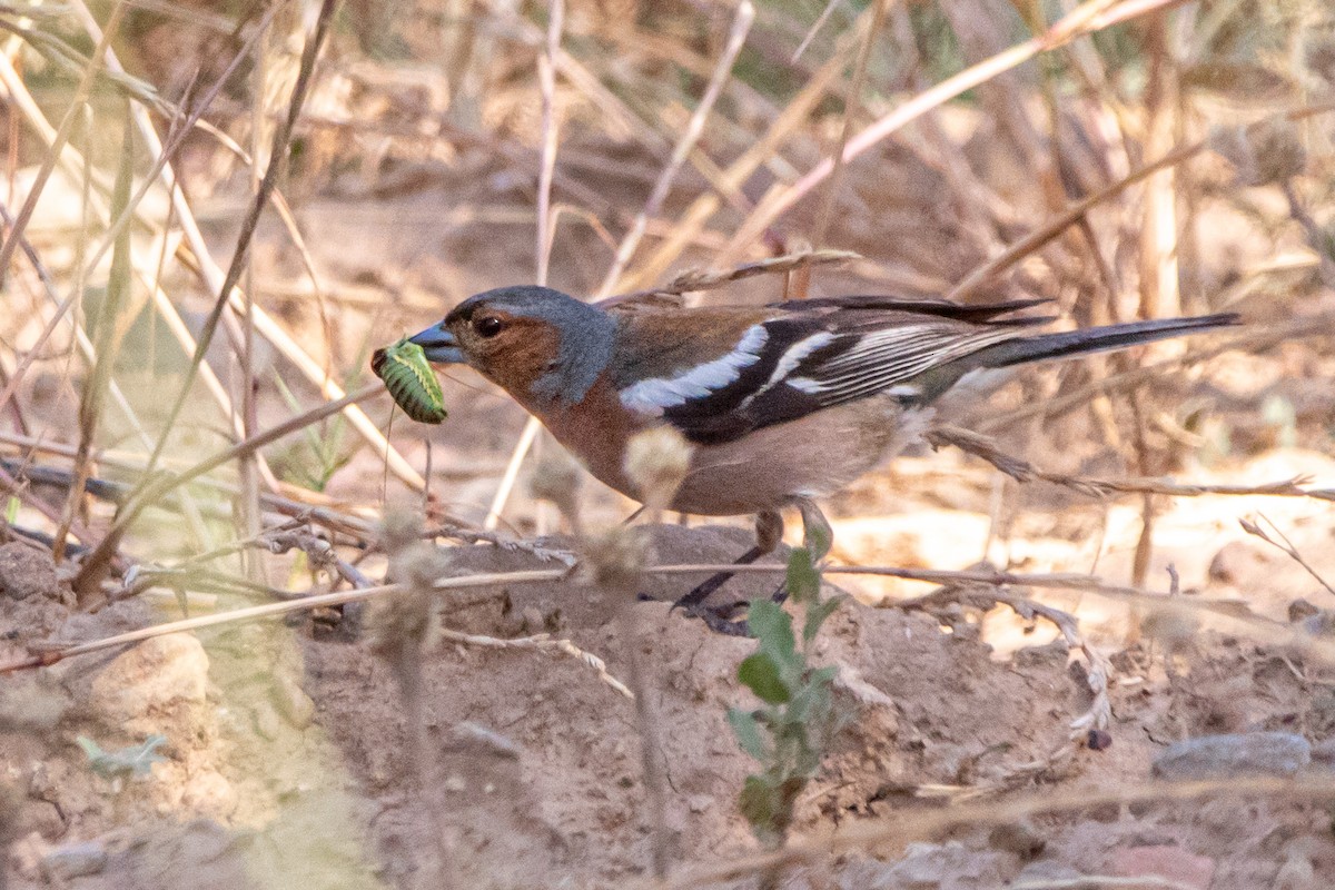 Common Chaffinch - ML638262095