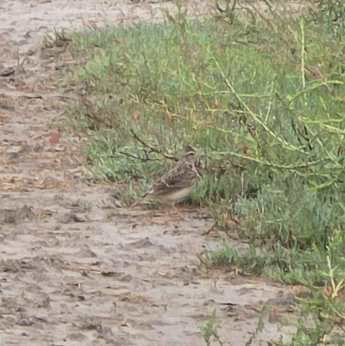 Oriental Skylark - ML638262096