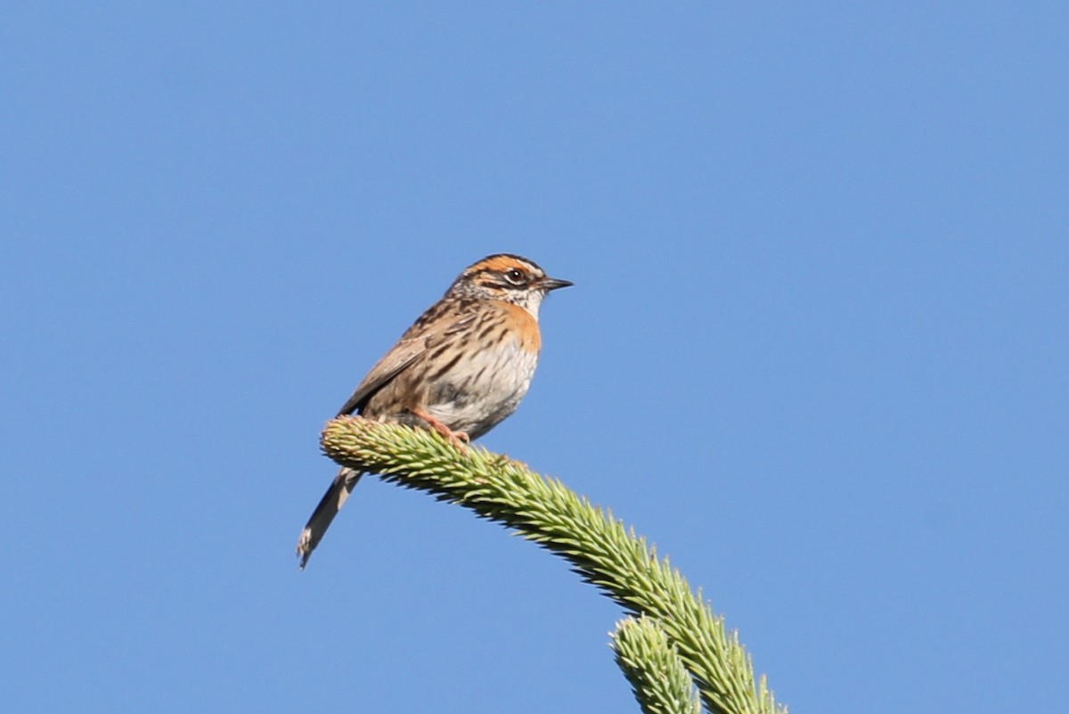 Rufous-breasted Accentor - ML638262099