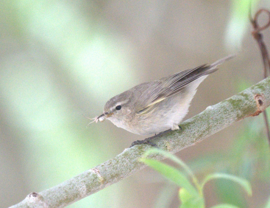 Mountain Chiffchaff - ML638262100