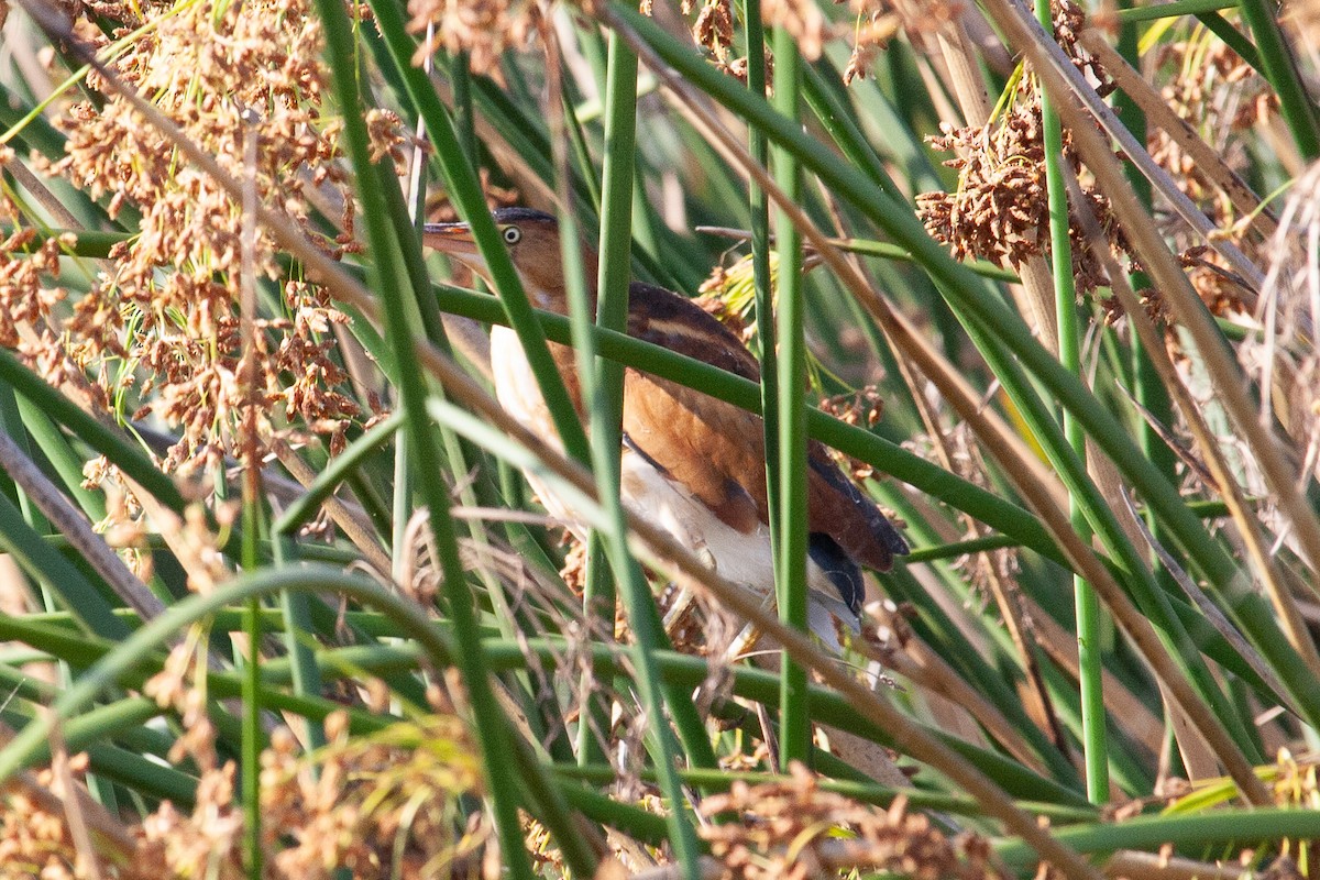 Least Bittern - ML638262101