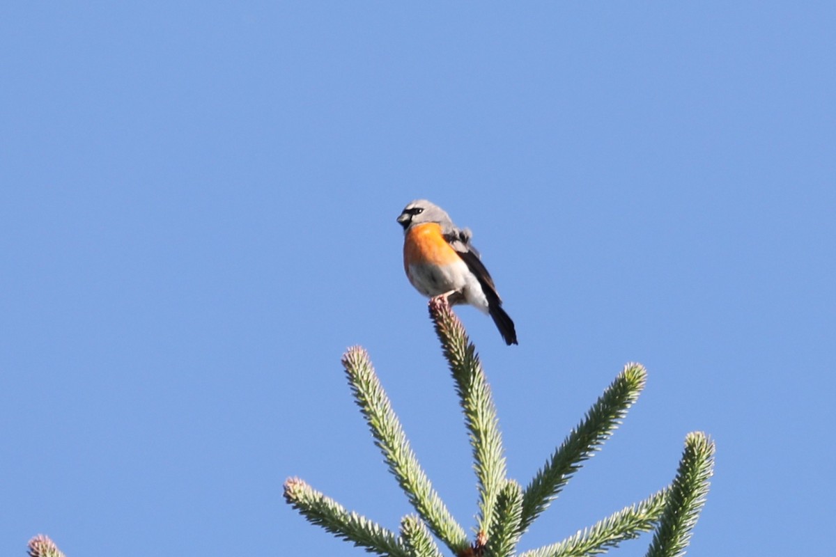 Gray-headed Bullfinch - ML638262102