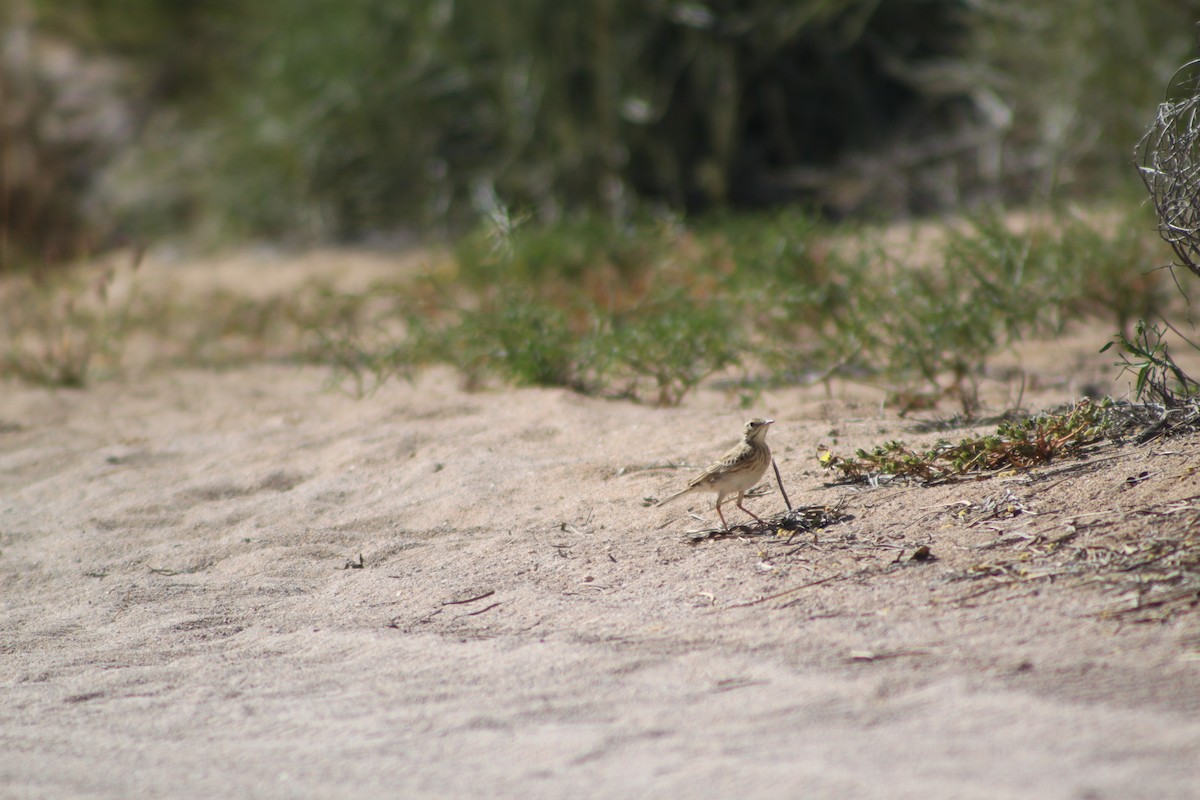 Australian Pipit - ML638262130