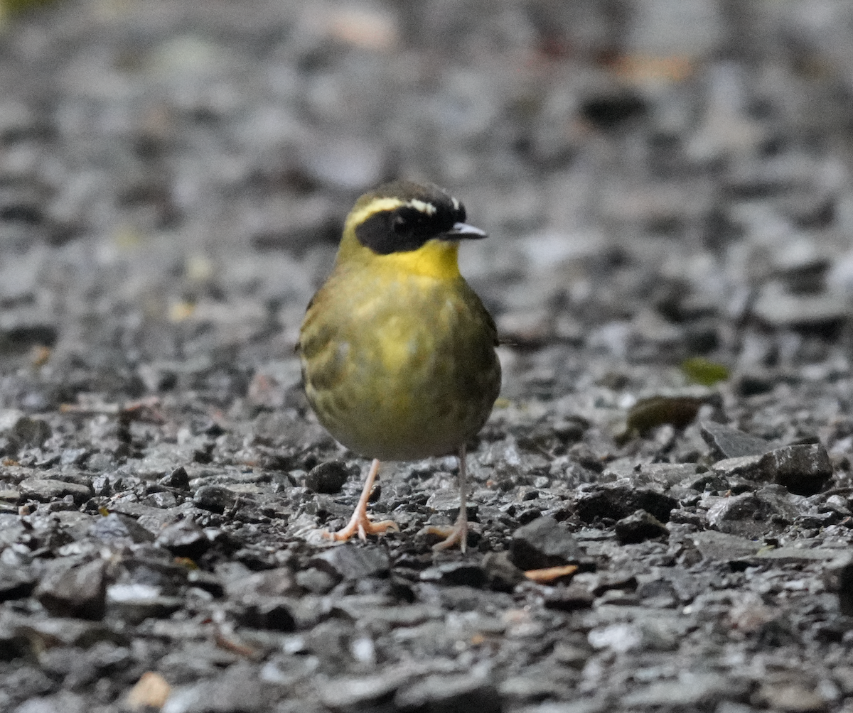 Yellow-throated Scrubwren - ML638262137