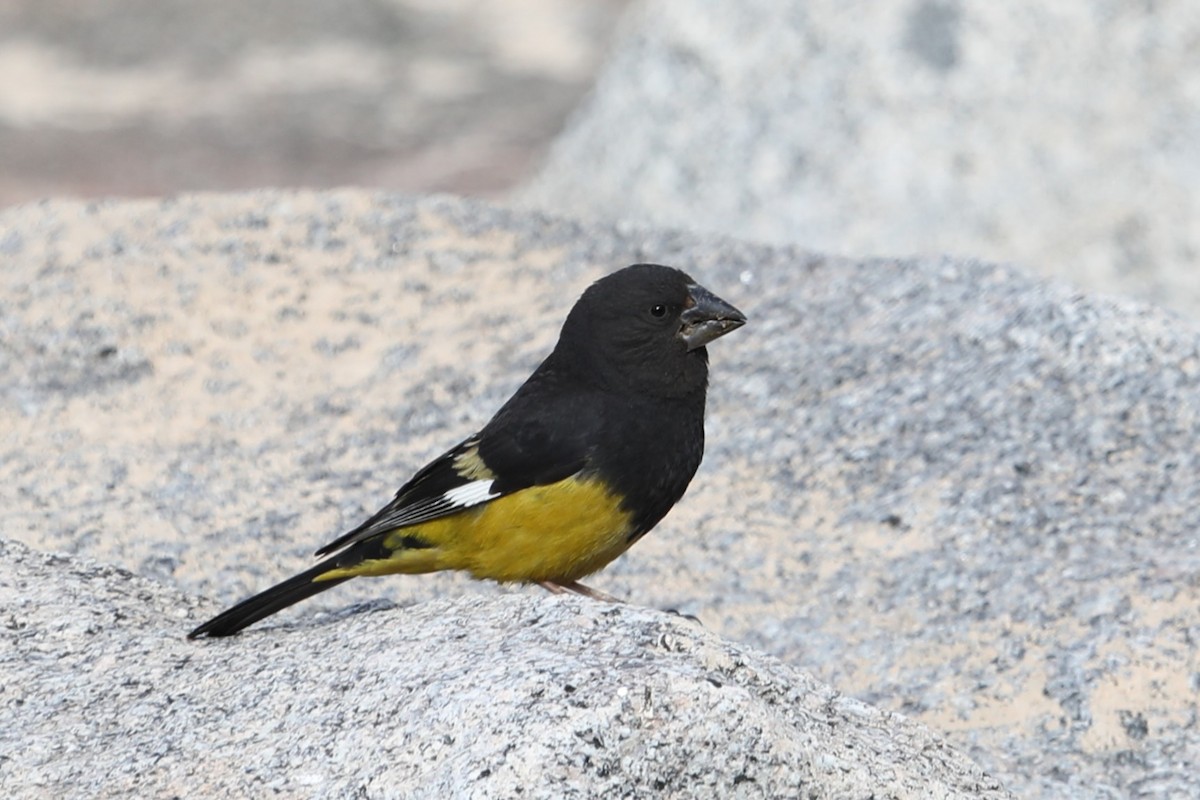 White-winged Grosbeak - ML638262141