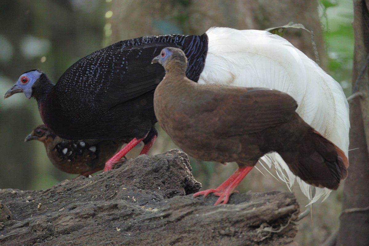 Bulwer's Pheasant - ML638262152