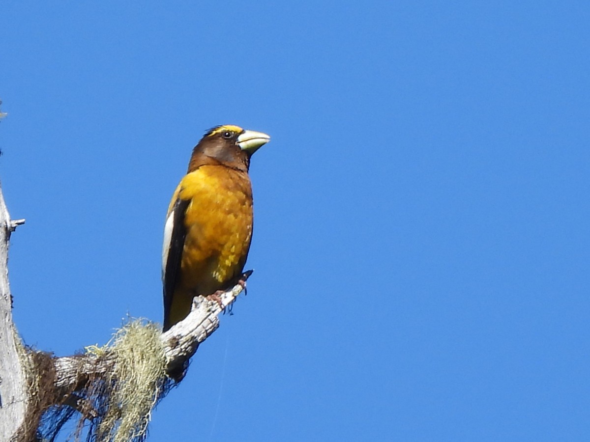 Evening Grosbeak - ML638262160