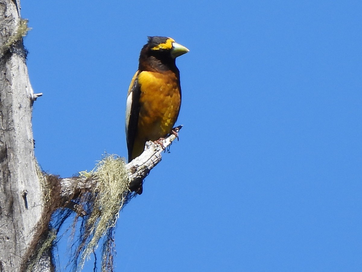 Evening Grosbeak - ML638262161