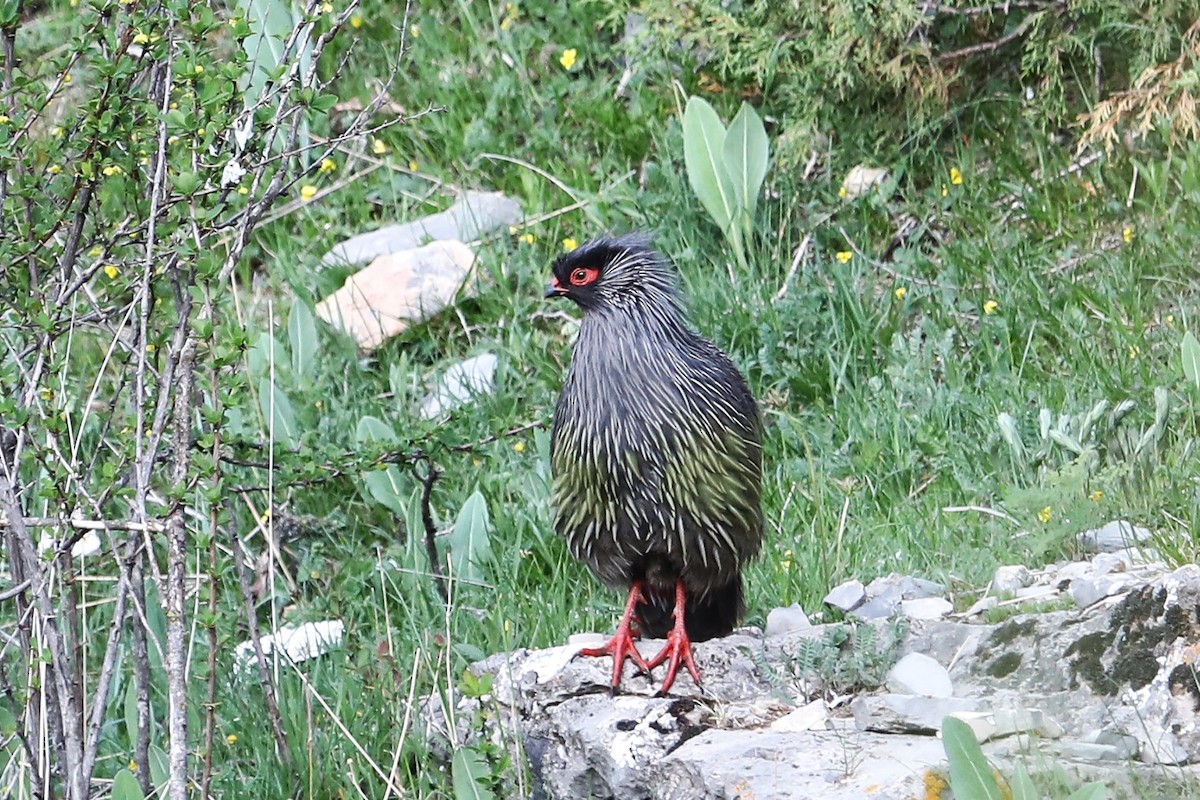 Blood Pheasant - ML638262163