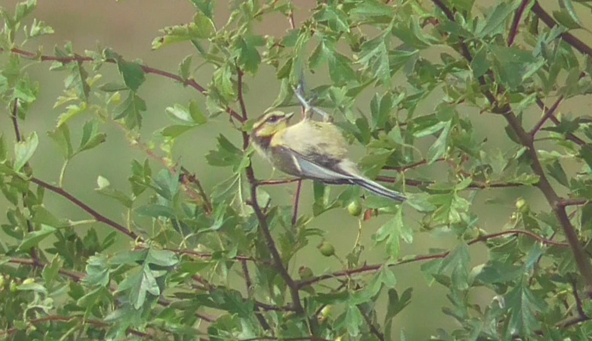 Eurasian Blue Tit - ML638262168