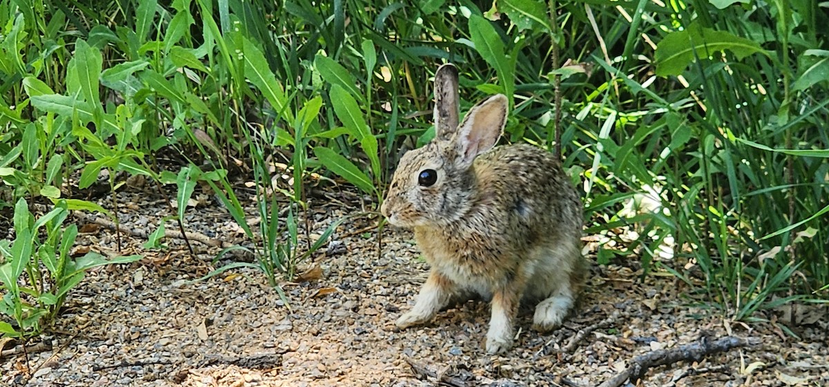 Американские кролики - ML638262169