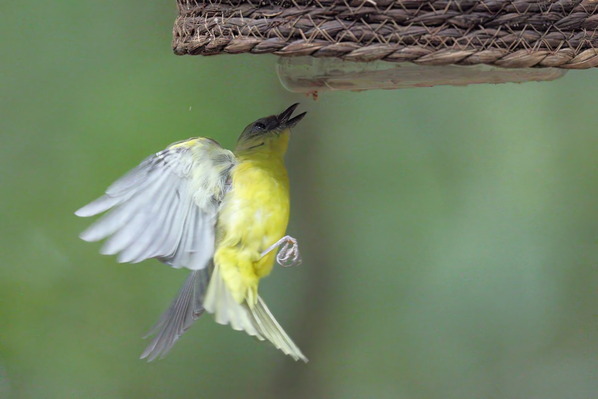Bornean Whistler - ML638262171