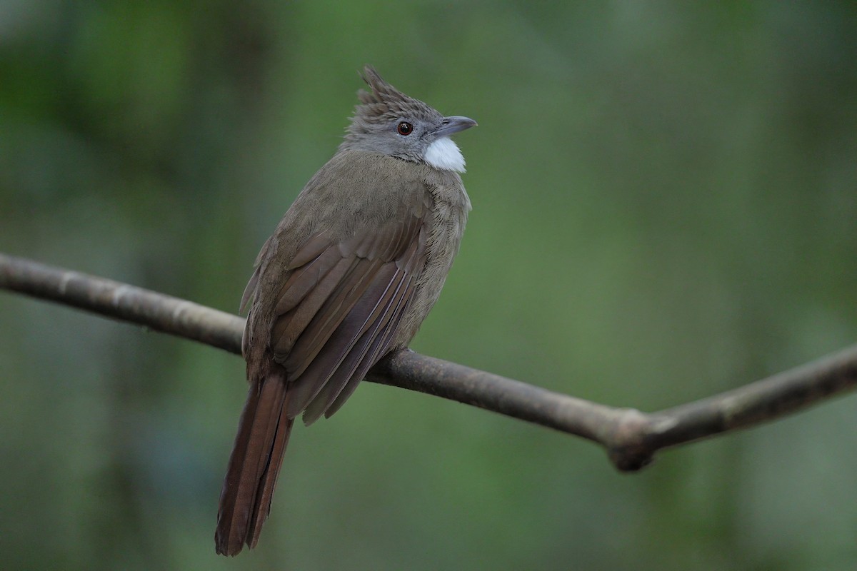 Penan Bulbul - ML638262194