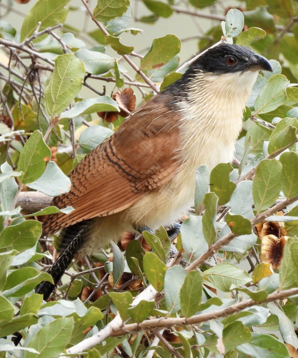 Burchell's Coucal - ML638262207