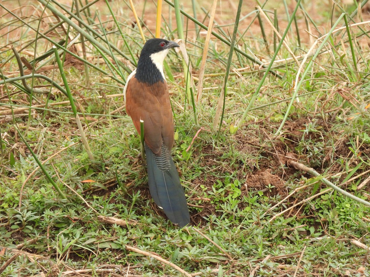 Burchell's Coucal - ML638262208