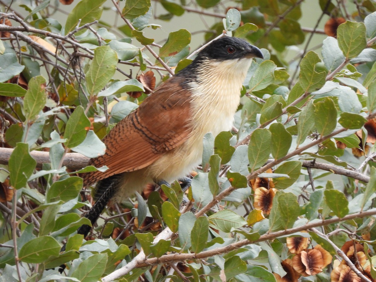 Burchell's Coucal - ML638262209
