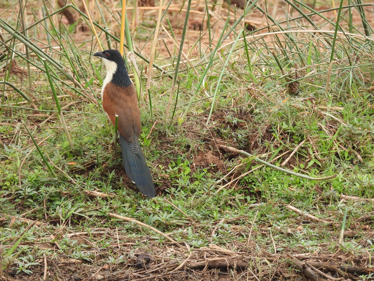 Burchell's Coucal - ML638262210