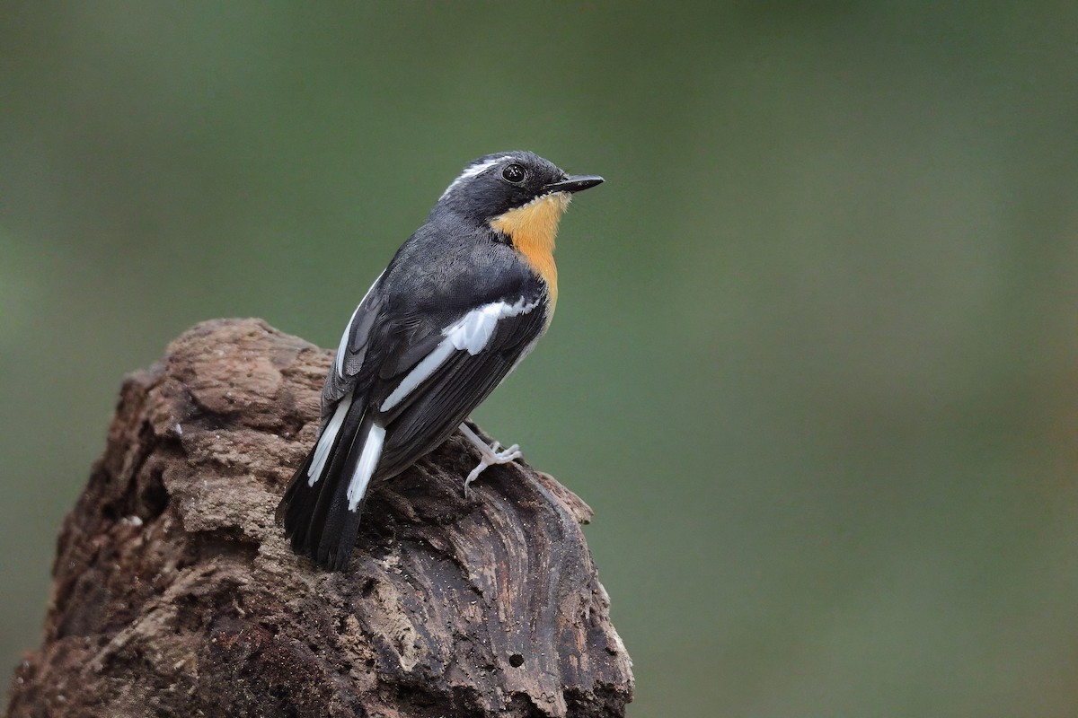 Rufous-chested Flycatcher - ML638262214