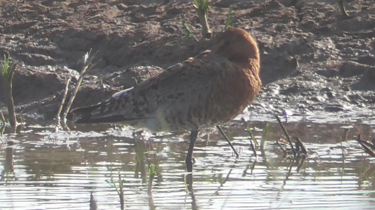 Black-tailed Godwit - ML638262231