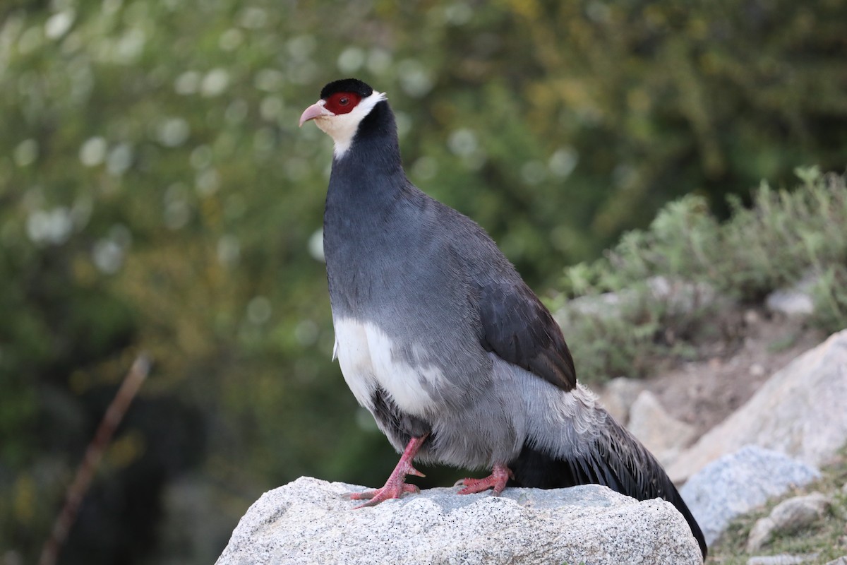 Tibetan Eared-Pheasant - ML638262236
