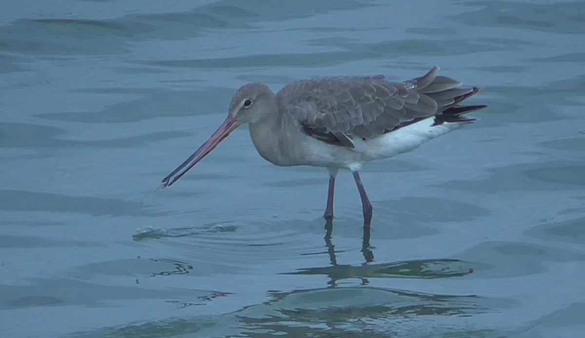 Black-tailed Godwit - ML638262237