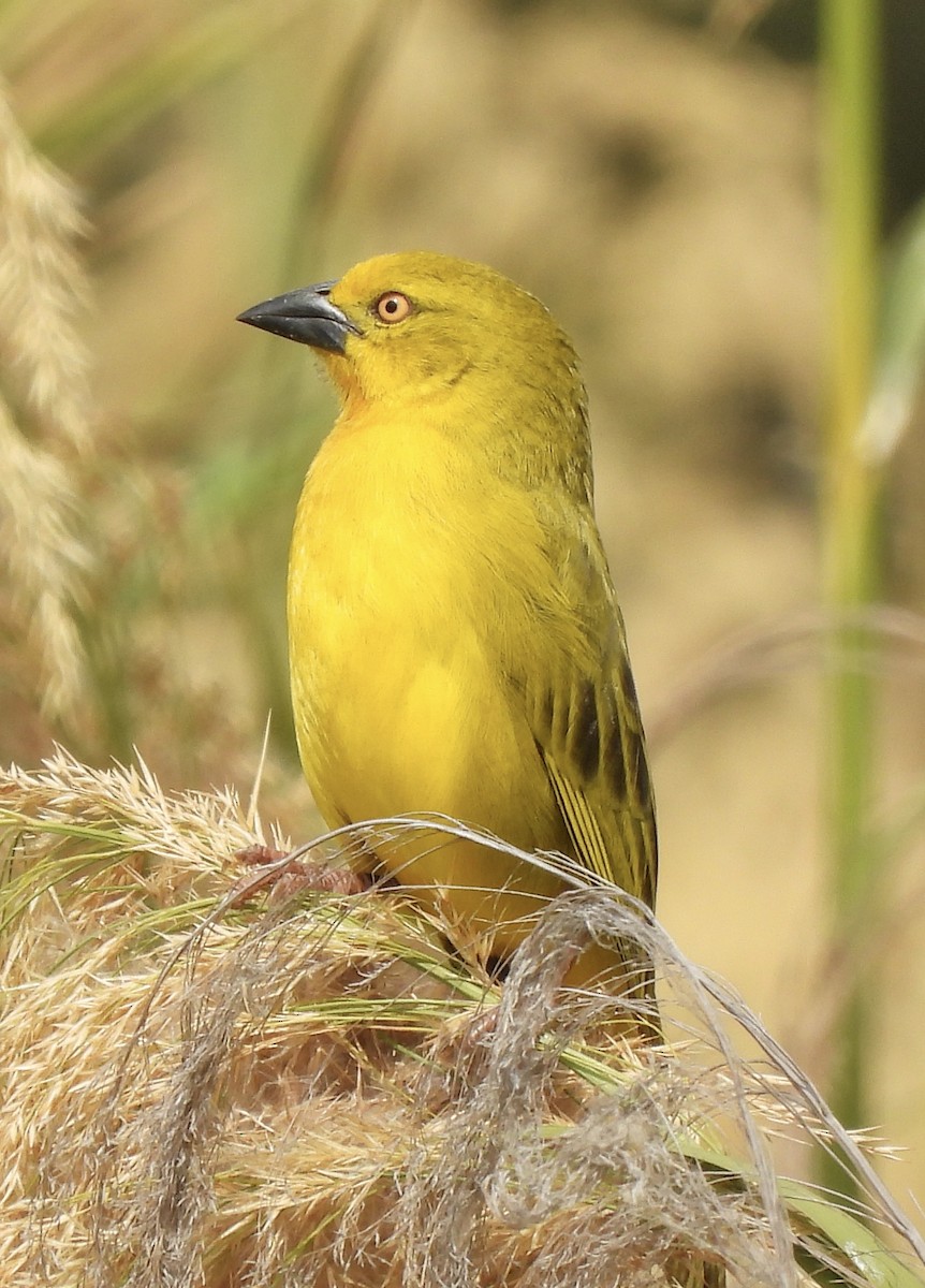 Holub's Golden-Weaver - ML638262243
