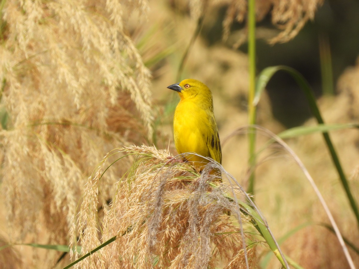 Holub's Golden-Weaver - ML638262244