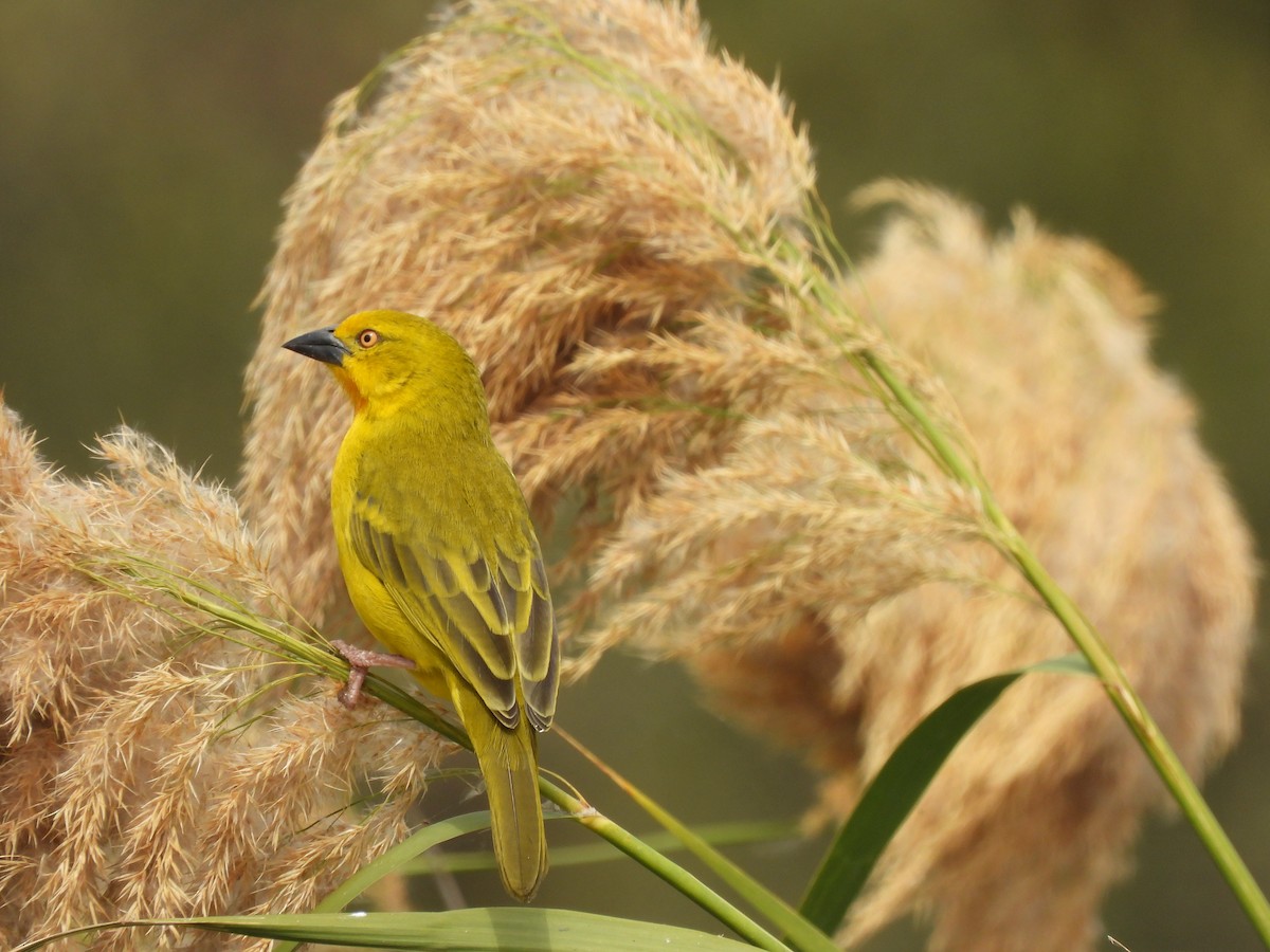 Holub's Golden-Weaver - ML638262245