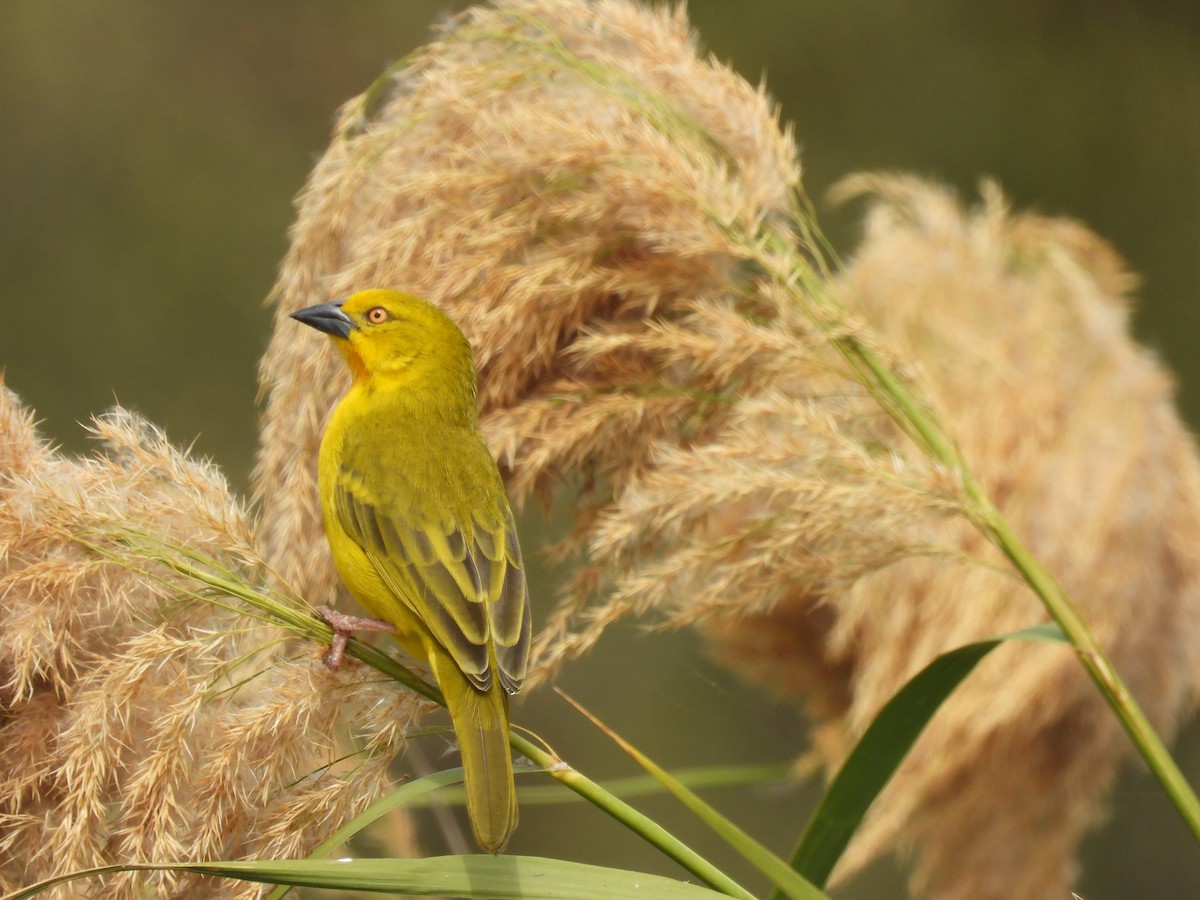 Holub's Golden-Weaver - ML638262246