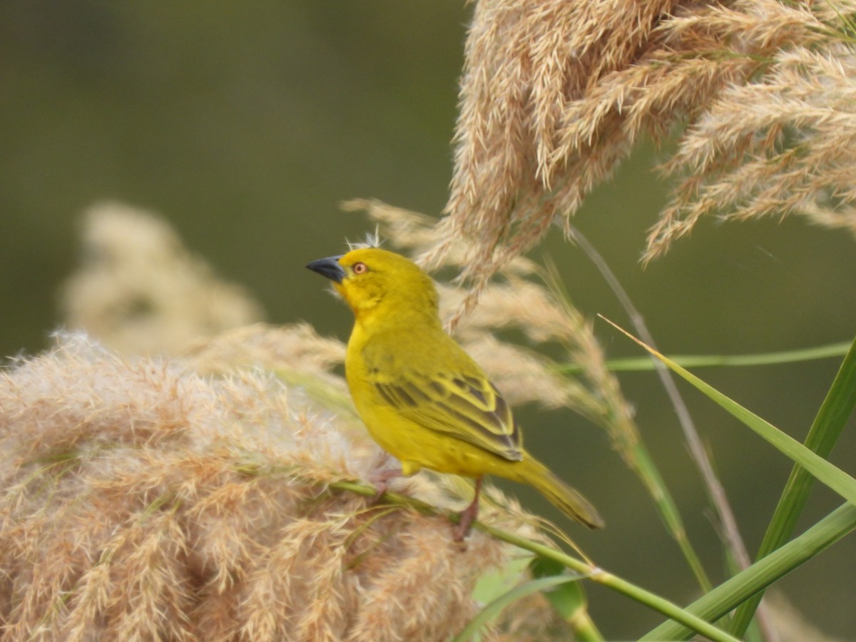 Holub's Golden-Weaver - ML638262247