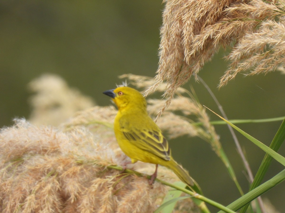 Holub's Golden-Weaver - ML638262248