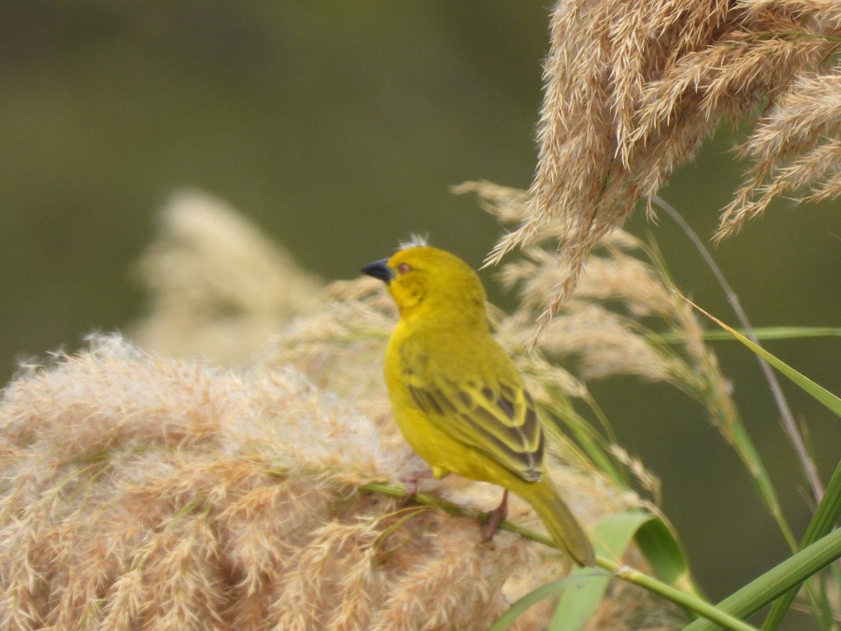 Holub's Golden-Weaver - ML638262249