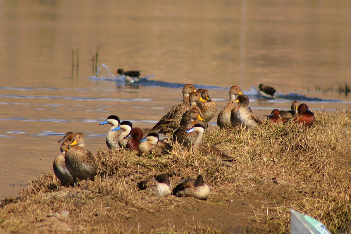 Puna Teal - ML638262263