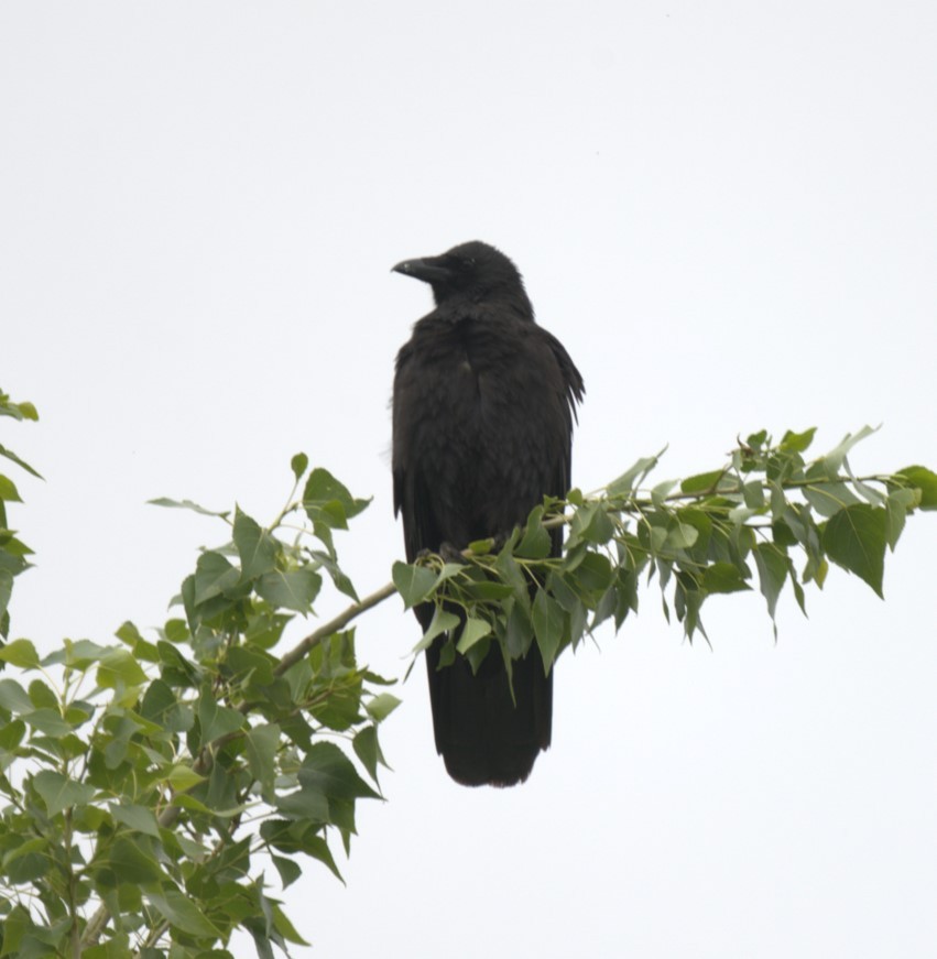 Carrion Crow (Eastern) - ML638262265