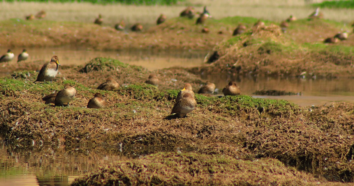 Yellow-billed Pintail - ML638262275