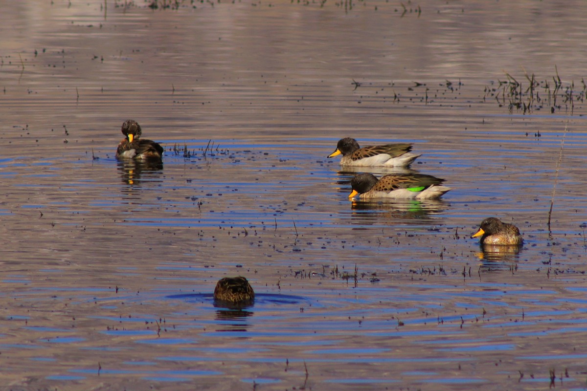 Yellow-billed Teal - ML638262277