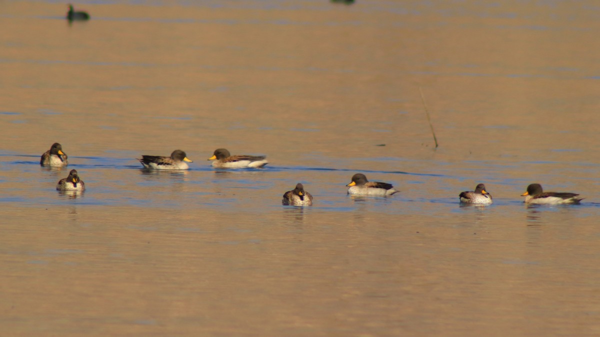 Yellow-billed Teal - ML638262279