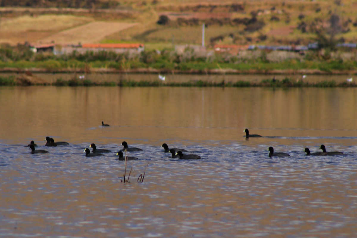 Slate-colored Coot - ML638262282