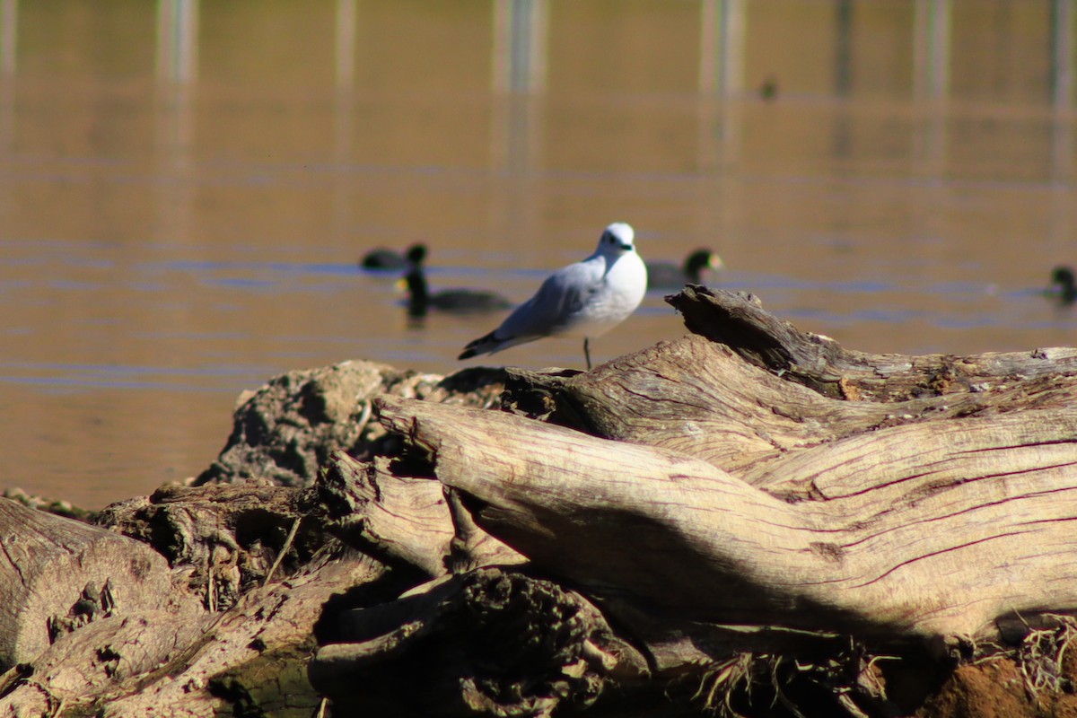 Andean Gull - ML638262283