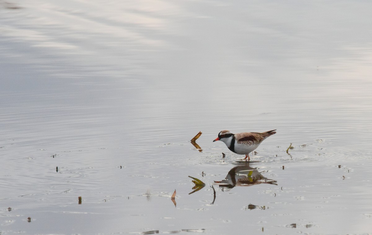 Black-fronted Dotterel - ML638262300